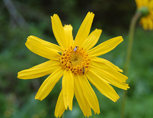 Arnica